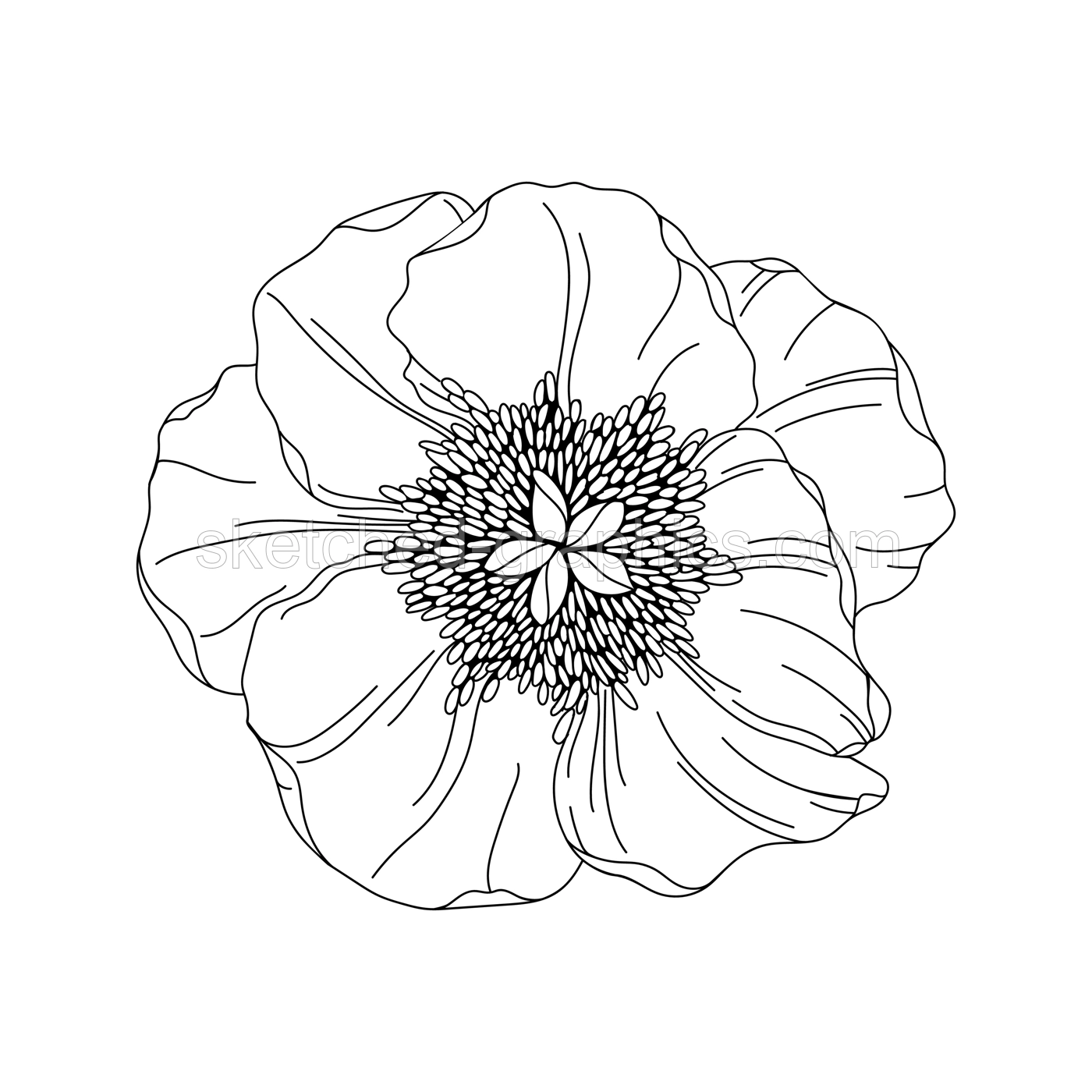 Peony flower bud illustration. Modern botanical drawing for pattern, logo, template, banner, posters, invitation, and greeting card design. Black peony outline. Spring wildflower design. Illustration